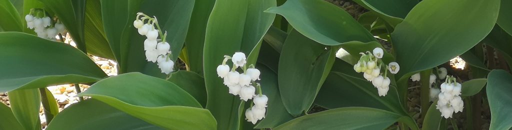 Le muguet Nantais.